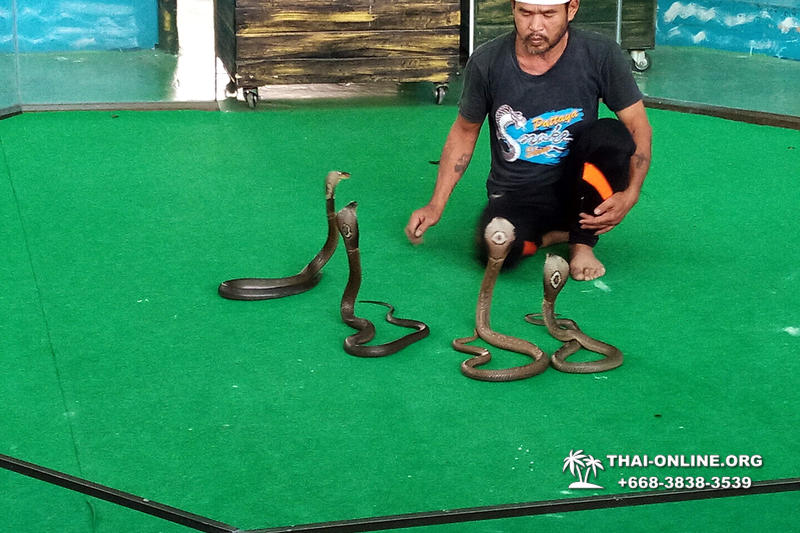 Pattaya Snake Farm, cobra farm, Thailand snake show photo 27