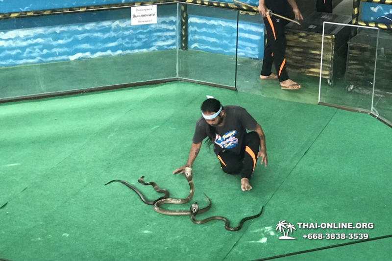 Pattaya Snake Farm, cobra farm, Thailand snake show photo 20