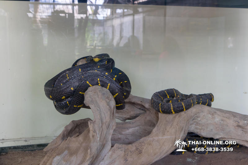 Pattaya Snake Farm, cobra farm, Thailand snake show photo 34