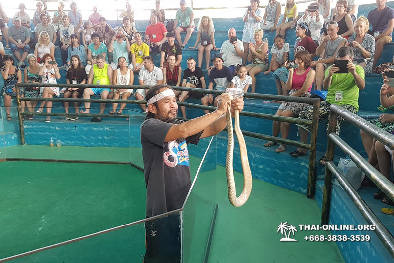 International Snake Show Pattaya, Cobra Farm in Thailand photo 63
