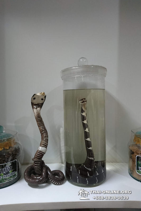 International Snake Show Pattaya, Cobra Farm in Thailand photo 57