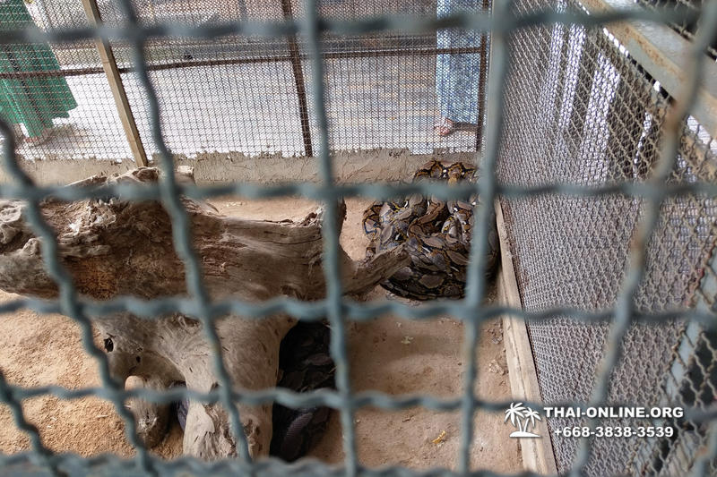 International Snake Show Pattaya, Cobra Farm in Thailand photo 60