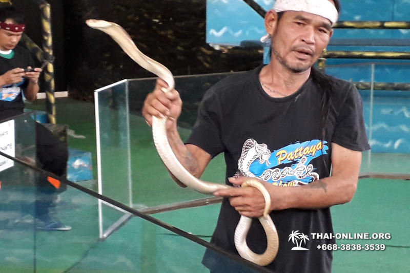Pattaya Snake Farm, cobra farm, Thailand snake show photo 40