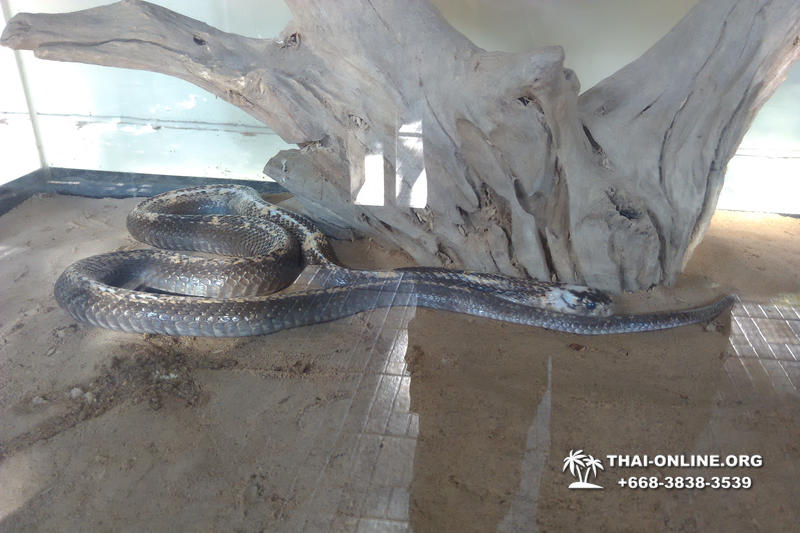 International Snake Show Pattaya, Cobra Farm in Thailand photo 74