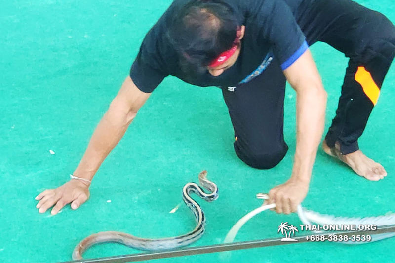 Pattaya Snake Farm, cobra farm, Thailand snake show photo 32