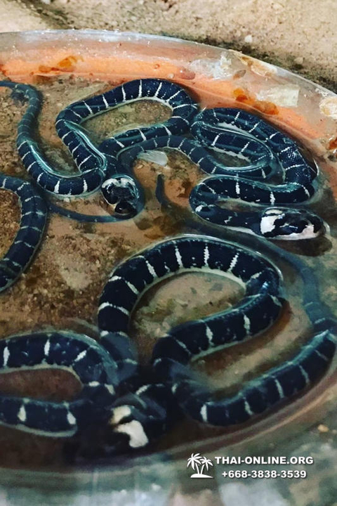 Pattaya Snake Farm, cobra farm, Thailand snake show photo 16