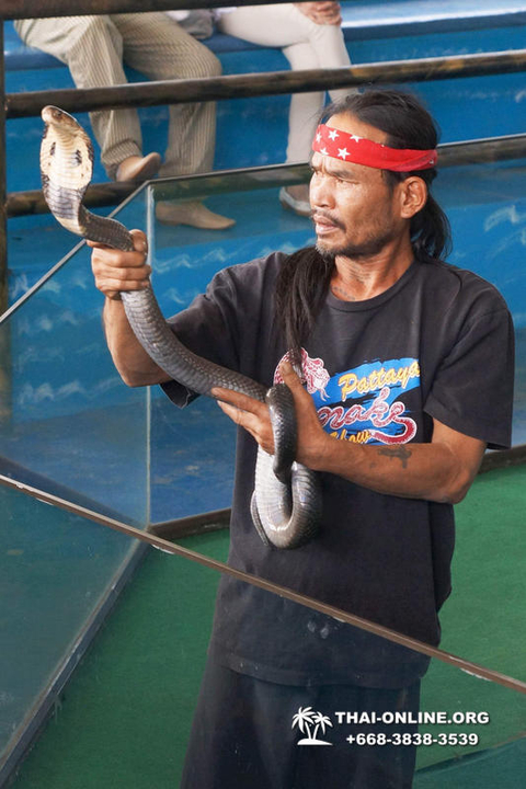 International Snake Show Pattaya, Cobra Farm in Thailand photo 42