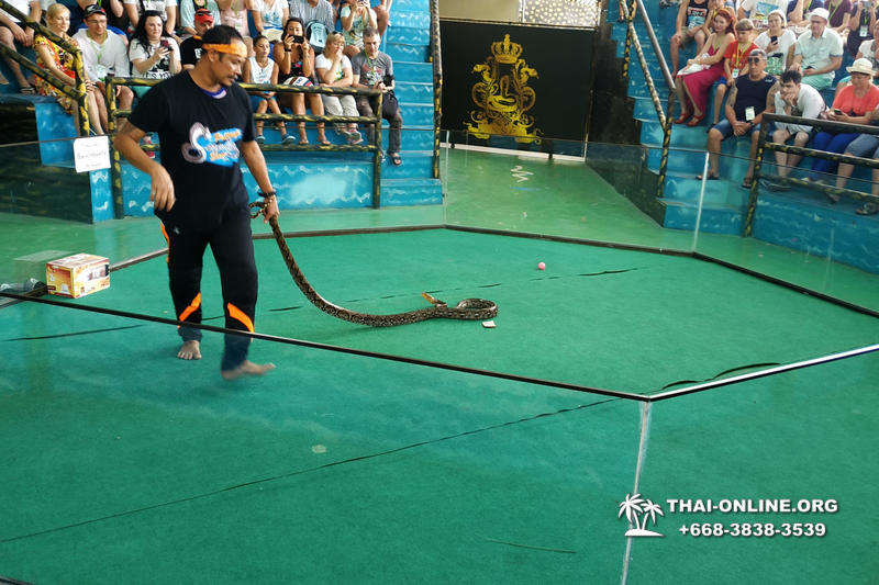 Pattaya Snake Farm, cobra farm, Thailand snake show photo 28