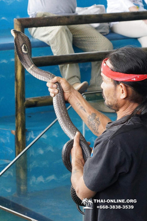 Pattaya Snake Farm, cobra farm, Thailand snake show photo 36