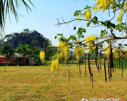 Path to the Avatar tour to Ayutthaya Lopburi from Pattaya - photo 11