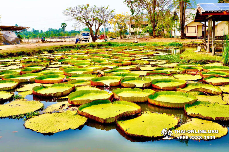 Path to the Avatar tour to Ayutthaya Lop Buri from Pattaya - photo 62