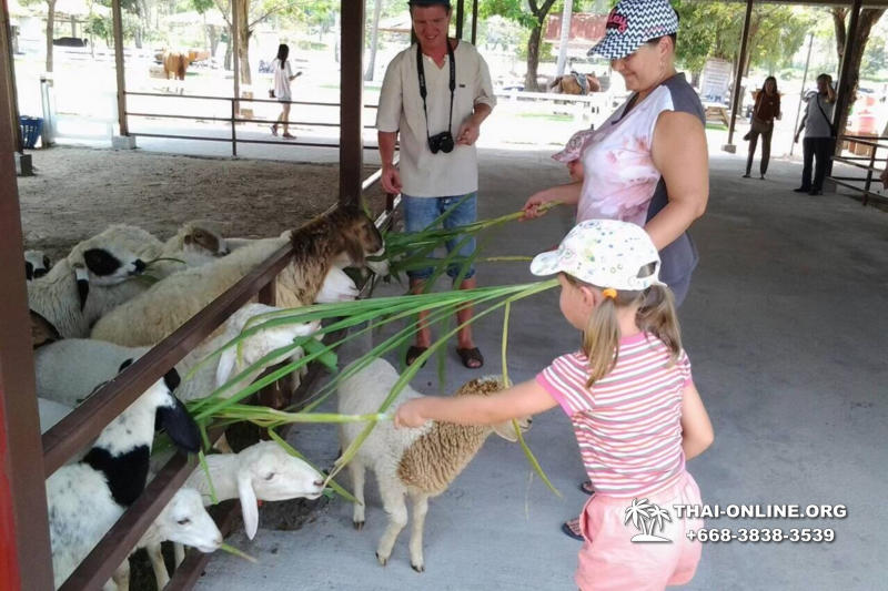 Animal Planet guided tour Pattaya - photo 61