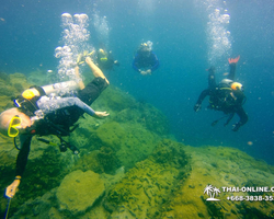 Intro-dive and Scuba Diving PADI courses in Pattaya Thailand photo 96