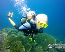 Intro-dive and Scuba Diving PADI courses in Pattaya Thailand photo 93