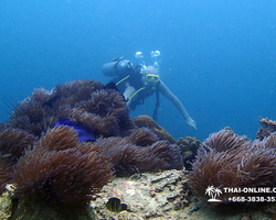 Intro-dive and Scuba Diving PADI courses in Pattaya Thailand photo 80
