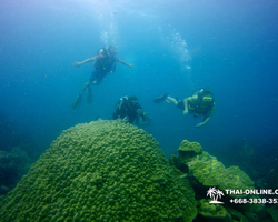 Intro-dive and Scuba Diving PADI courses in Pattaya Thailand photo 198