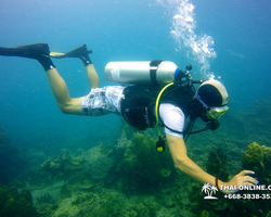 Intro-dive and Scuba Diving PADI courses in Pattaya Thailand photo 187