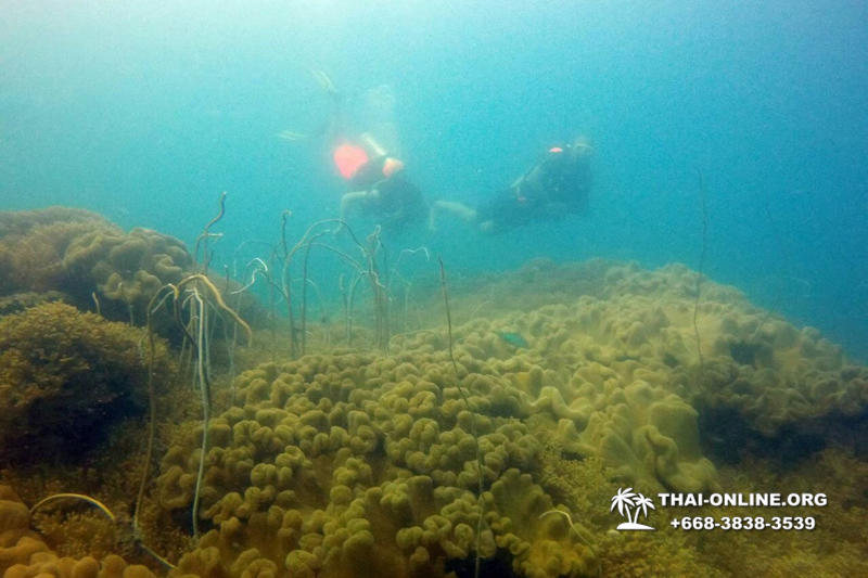 Scuba Diving in Pattaya Thailand photo 49