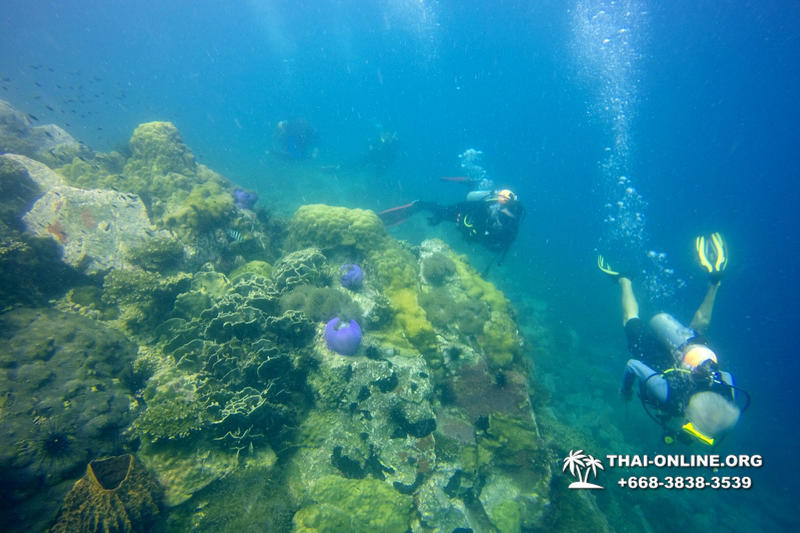 Scuba Diving in Pattaya Thailand photo 4