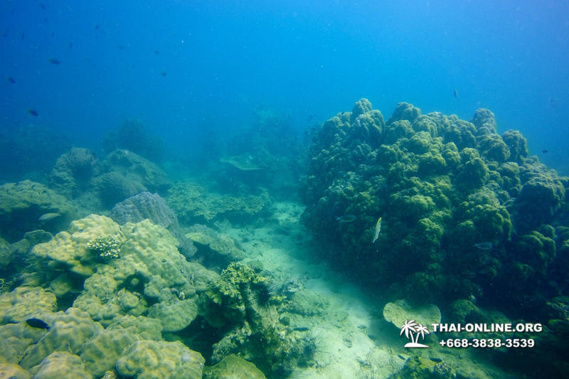 Scuba Diving in Pattaya Thailand photo 11