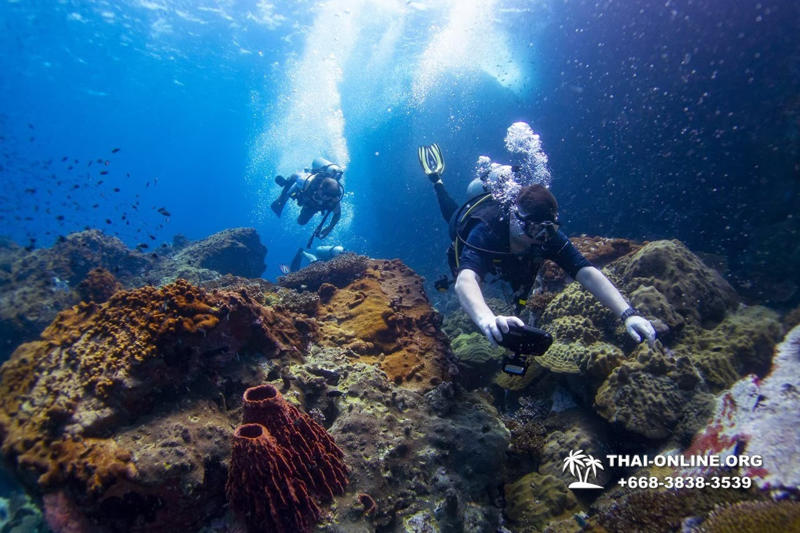 Intro-dive and Scuba Diving PADI courses in Pattaya Thailand photo 54