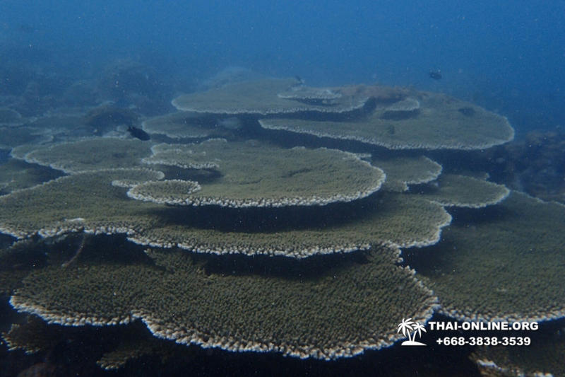 Intro-dive and Scuba Diving PADI courses in Pattaya Thailand photo 176