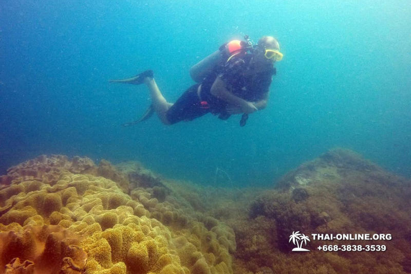 Intro-dive and Scuba Diving PADI courses in Pattaya Thailand photo 174