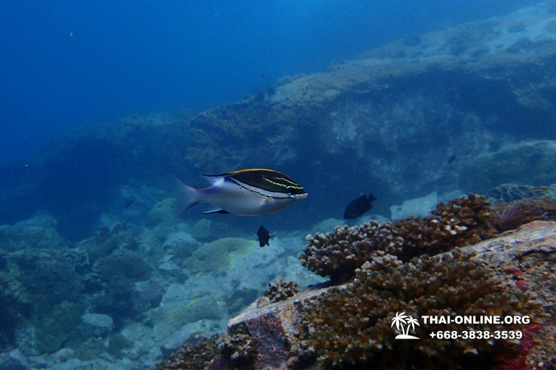 Intro-dive and Scuba Diving PADI courses in Pattaya Thailand photo 179