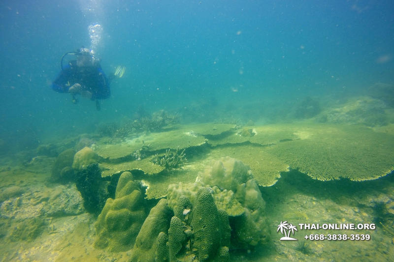 Scuba Diving in Pattaya Thailand photo 42