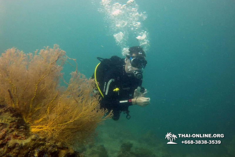 Diving for experienced divers in Pattaya Thailand photo 18