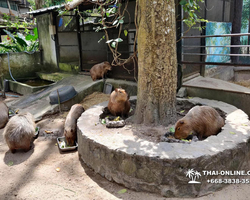 Discovery Chonburi, Si Racha Skywalk, Grand Canyon excursion photo 62