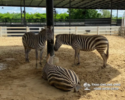 Discovery Pattaya, Si Racha Skywalk, Grand Canyon excursion photo 112