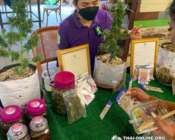 Legend of Siam and Marijuana Farm, Nong Nooch guided tour photo 57