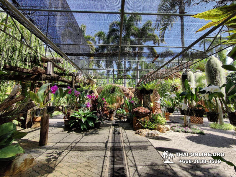 Nong Nooch Tropical Garden, Legend of Siam and Marijuana Farm excursion in Pattaya Thailand photo 16