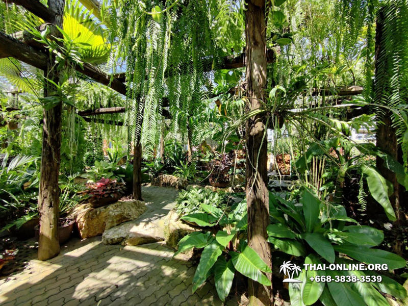 Nong Nooch Tropical Garden, Legend of Siam and Marijuana Farm excursion in Pattaya Thailand photo 2