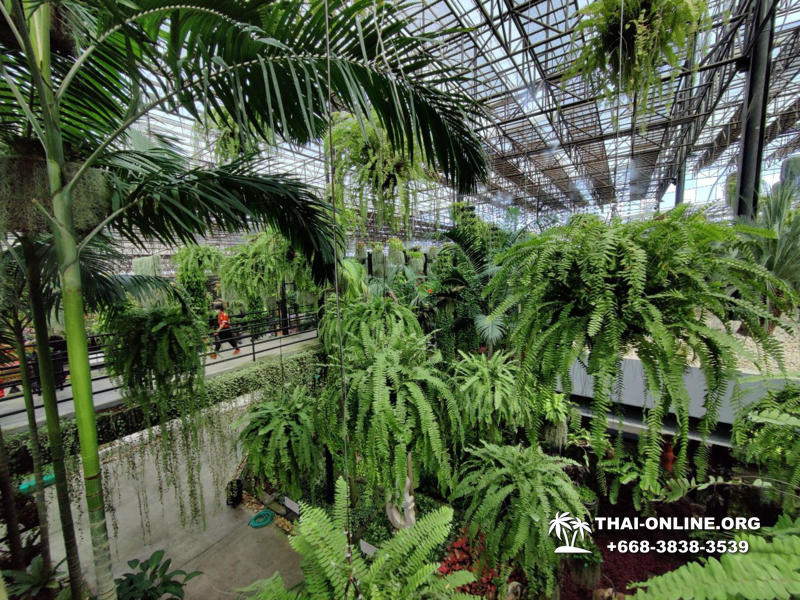 Nong Nooch Tropical Garden, Legend of Siam and Marijuana Farm excursion in Pattaya Thailand photo 19