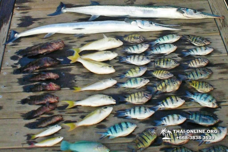 Sargan Fishing, catching garfish in Thailand Pattaya - photo 22