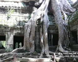 Tour to Angkor Temples Cambodia from Pattaya Thailand trip photo 76