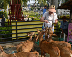 Travel to Nong Nooch Tropical Garden in Pattaya Thailand photo 420