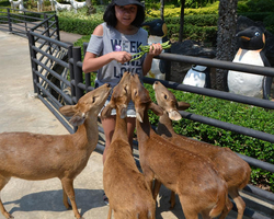 Travel to Nong Nooch Tropical Garden in Pattaya Thailand photo 381
