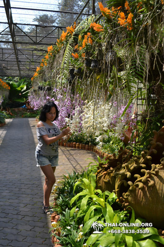 Travel to Nong Nooch Tropical Garden in Pattaya Thailand photo 37