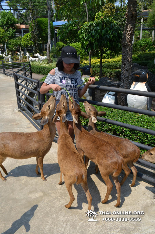 Travel to Nong Nooch Tropical Garden in Pattaya Thailand photo 365