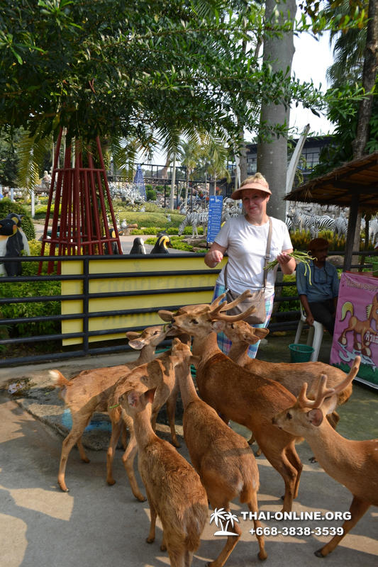 Travel to Nong Nooch Tropical Garden in Pattaya Thailand photo 237