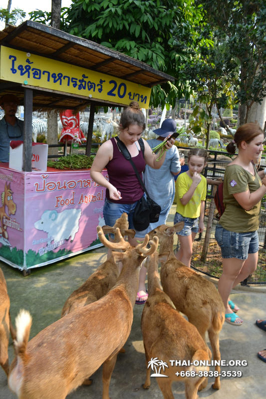 Travel to Nong Nooch Tropical Garden in Pattaya Thailand photo 468