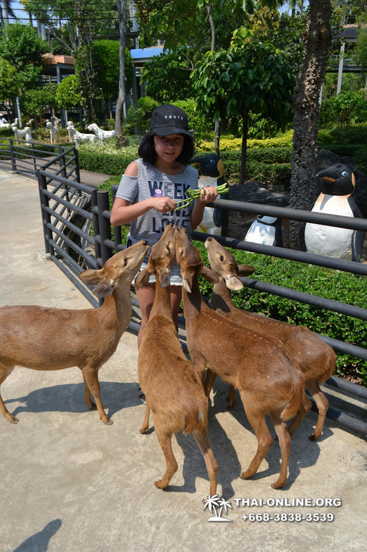 Travel to Nong Nooch Tropical Garden in Pattaya Thailand photo 381