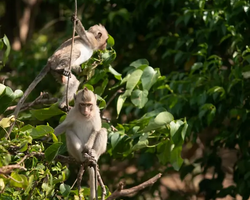 Madagascar Express sea excursion Seven Countries Pattaya photo 384