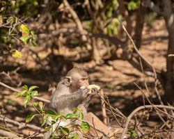 Sea cruise tour Madagascar Express with 7 Countries Pattaya photo 198