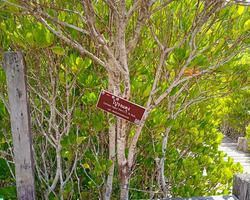 Golden Mangrove Forest tour Seven Countries Pattaya travel photo 5