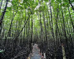 Golden Mangrove Forest tour Seven Countries Pattaya travel photo 2