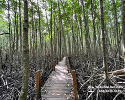 Golden Mangrove Forest tour Seven Countries Pattaya travel photo 7